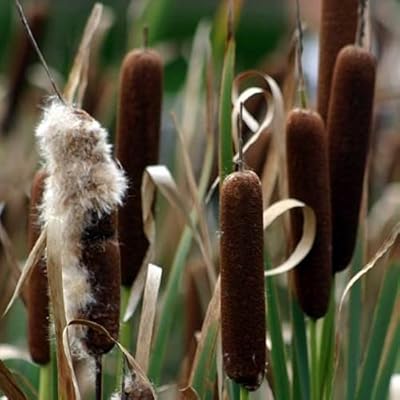 Attanal plant seeds.. Your everyday shopping companion, DIAYTAR NIGERIA offers unbeatable value with nationwide delivery.