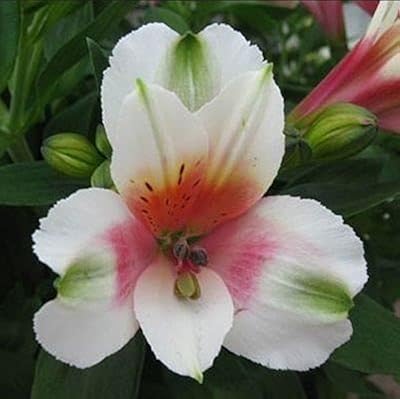 40 seeds of alstroemeria flowers.. DIAYTAR NIGERIA: Putting quality products within reach of every Nigerian through our affordable marketplace.