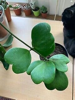 Seeds 20 plant seeds Hoya Kerrii.. Fast. Reliable. Affordable. DIAYTAR Nigeria is all that and more.