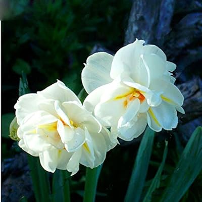 Fresh jaw seeds (no jaw bulbs) to plant white - 100 pieces.. DIAYTAR NIGERIA revolutionizes access to quality products with affordable prices and dependable shipping.