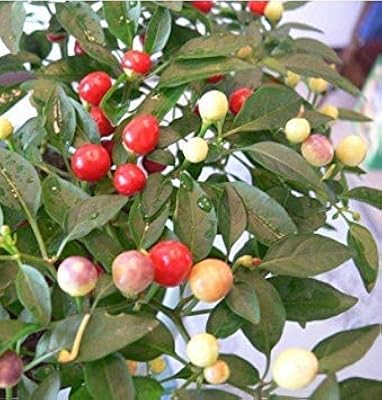 200 pcs/bag of pepper seeds of red chilli pepper of vegetables frais rare carolina reaper pepper vegetables and fruits semi pour home garden 6.. Discover thousands of products on DIAYTAR Nigeria — from fashion and electronics to home goods. We guarantee quick delivery and competitive pricing across the board.