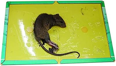 Adhesive mouse trap, B -One plastic adhesive leaf for use at home, indoors and outdoors, to catch snakes, spiders, cockroaches and other rodents - easy to install with a professional force (a room).. Discover the joy of online shopping with DIAYTAR NIGERIA's budget-friendly prices and reliable shipping.