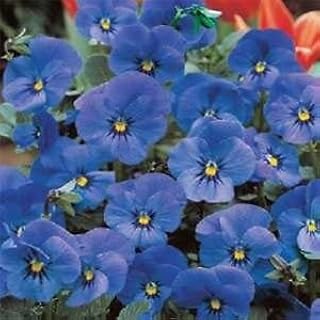 Nouveau! 30 + Viola Cornuta blue seeds of great flowery flower/perennial shade.. DIAYTAR NIGERIA: Your partner in affordable e-commerce with dependable delivery across Nigeria.