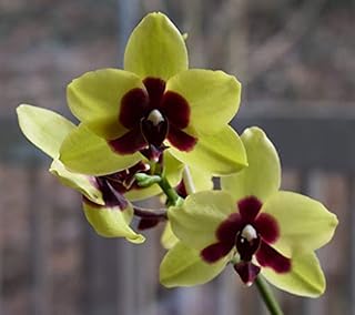 100 fresh seeds of fresh, fresh phalaenopsis garden flowers for planting a yellow mixture.. Experience retail therapy without the financial stress at DIAYTAR NIGERIA's affordable e-commerce platform.