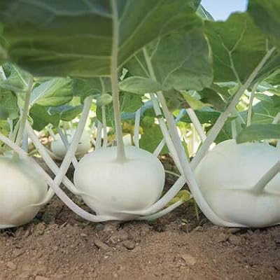 Kohrabi 4637 (White) beans 50 GMO hybrid seeds.. DIAYTAR NIGERIA combines affordability with convenience, delivering your purchases within 5-8 days.