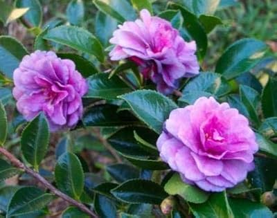 50pcs Seeds of Camellia flowers to plant, sky blue and pink.. Experience retail therapy without the financial stress at DIAYTAR NIGERIA's affordable e-commerce platform.