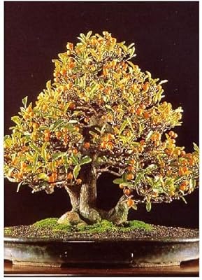 Dwarf orange tree (mixture of Citrus Fortunnella Hindsii) - 10 seeds -.. DIAYTAR NIGERIA combines affordability with convenience, delivering your purchases within 5-8 days.