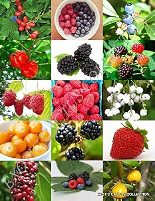 Mixture of berries, rare wild berries, edible exotic fruits jam, sweet seed jelly, 100 seeds.. Discover endless shopping possibilities at DIAYTAR NIGERIA, with budget-friendly prices and reliable delivery.