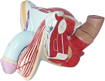 Male model size of the anatomy of the 4 -part reproductive system.. Your everyday shopping destination, DIAYTAR NIGERIA offers unbeatable value with quick delivery times.