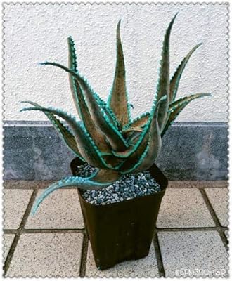 100pcs new succulent gardening plant green seeds green.. DIAYTAR NIGERIA promises affordability and variety with every purchase, delivered in 5-8 days.