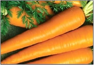 Emprate carrot seeds 750 | Fresh garden GMO.. DIAYTAR NIGERIA combines affordability, variety, and convenience with nationwide delivery services.