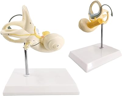 Skeleton model inner ear model labyrinth model in 2 parts, 8x cochlea semi-circular canal and open vestibule inner structure of the anatomical medical ear.. Discover the convenience of DIAYTAR NIGERIA's vast e-commerce platform with delivery in just 5-8 days.