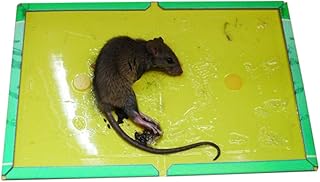 5-piece mouse traps adhesive plastic adhesive be-one for the house.. DIAYTAR NIGERIA: Your one-stop e-commerce destination with affordable prices and nationwide delivery in 5-8 days.
