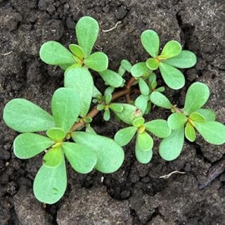 100 seeds of super green punker salad leaves, vegetable herbs, interior and exterior, vegetables.. From daily needs to rare finds, DIAYTAR Nigeria brings it to your door.