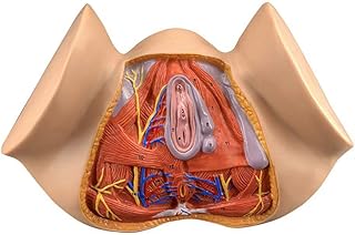 Anatomical model of perineum of the human body and genetic neurovascular system for pathology.. Say goodbye to limited options and long shipping times. DIAYTAR Nigeria delivers variety, quality, and affordability straight to your door.