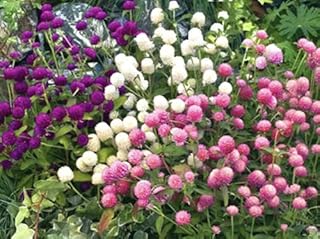 Gomphrena Mix - Gomphrena Globosa - 120 Seeds - Annual flower.. DIAYTAR NIGERIA makes every shopping desire a reality with affordable prices and delivery in 5-8 days.