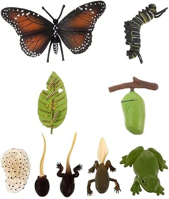 Set of 2 models of life cycle of figurine insects of the monarch butterfly and the frog.. Shop without boundaries at DIAYTAR NIGERIA, offering affordable products with convenient delivery times.