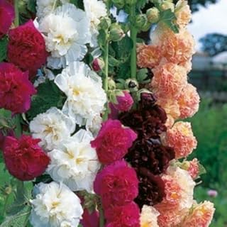 Holly Hawks Mixed Mixed Seeds Double Chatters.. Discover the joy of choice with DIAYTAR NIGERIA's extensive selection and budget-friendly shipping.