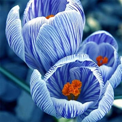 Egrow 100pcs / Dutch crocus seeds garden flowers decorative plants.. Shop the future with DIAYTAR NIGERIA - thousands of products, unbeatable prices, delivery within a week.