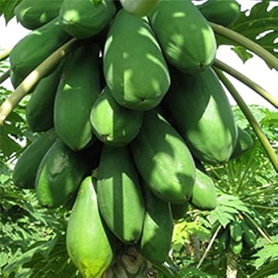 Seeds of creative farmer's fruits Primrose Gardens Carica Papaya "Red Royal".. DIAYTAR NIGERIA: Your affordable gateway to thousands of products delivered within a week.