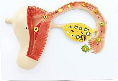 Hihelo Human fertilized egg model Display of fertilized egg training process development model of pregnancy embryo uterine fabric with structural sign for the medical education model of gynecology gynecology.. DIAYTAR NIGERIA delivers more than products - we deliver affordable solutions within the week.