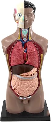 3D teaching model removable anatomical human torso body anatomy model for education toy structure of the human body teaching for child child student.. Easy checkout, quick delivery — shop now on DIAYTAR Nigeria.
