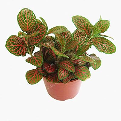 100pcs new Fittonia Versaveletti plant seeds easy to cultivate green and pink 2.. Thousands of choices. Zero hassle. All thanks to DIAYTAR Nigeria.