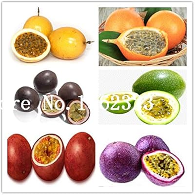 Seeds of fresh passion fruits to plant, 50 pieces, multicolored.. Discover the perfect balance of selection and value with DIAYTAR NIGERIA's nationwide delivery service.