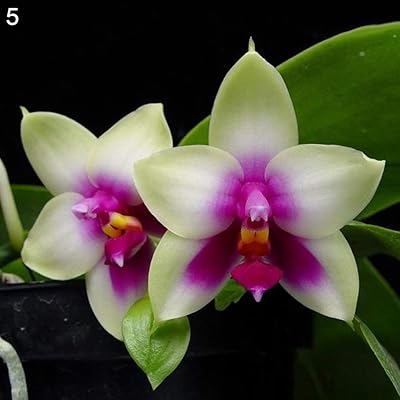 100 rare orchid seeds with a high germination rate cymbidium plants easy to cultivate for the house, the office and the garden for the decoration of the garden, the house and the farm 5# single size.. Your everyday shopping companion, DIAYTAR NIGERIA offers unbeatable value with nationwide delivery.