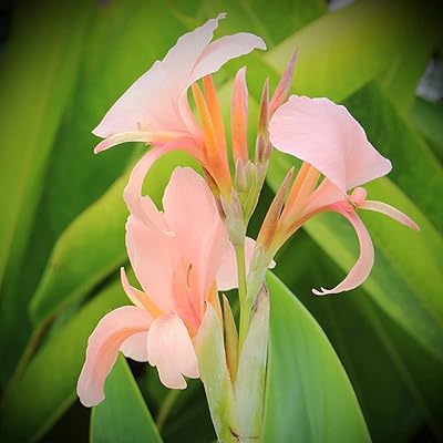 10pcs CANNA Seeds Roses Perennial and Robust Canna Flowers to plant inside or outside catchy adapted to all perspectives of garden patio.. DIAYTAR NIGERIA: Connecting Nigerians with affordable products through our expansive e-commerce platform.