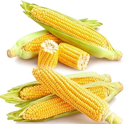 80pccs very appreciated corn seeds hop gardening family plantation good choice short adapted prolific firm simple practical harvest.. Your go-to destination for affordable online shopping, DIAYTAR NIGERIA delivers in under 8 days.