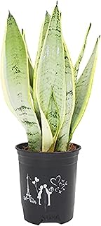Interior plants Sansevieria Moonlight.. DIAYTAR NIGERIA: Revolutionizing accessibility to quality products at budget-friendly prices across Nigeria.