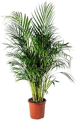 Dipsis Lotuskins pot plants for interior decoration, Areca palm, 24 cm.. Get what you need, when you need it — DIAYTAR Nigeria delivers fast.