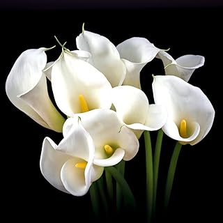 3 pale pieces of rare perfume attracts bees.. Experience the DIAYTAR difference with our vast product selection and delivery within 5-8 days.