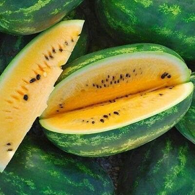 20 Aloe Vera seeds.. Unlock endless possibilities with DIAYTAR NIGERIA's affordable marketplace and reliable delivery service.