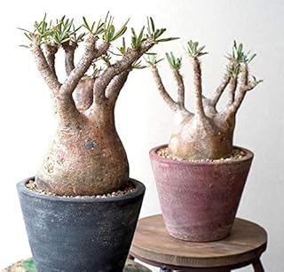 Portal Cool 20pcs Pachypodium Rubulatum Gracilius Graines Very Rale Domestic Garden Tree.. Transform your online shopping experience with DIAYTAR NIGERIA's affordable and diverse marketplace.