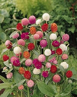 Gomphrena qis Mixed - Gomphrena Haageana flower seeds, colorful mixed flowers, garden plantation by heavy torch, 30 seeds.. DIAYTAR NIGERIA brings the marketplace experience online with affordable and reliable delivery service.