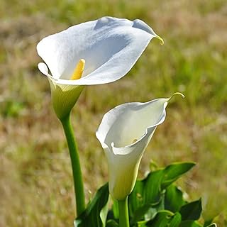 3pcs lily bulbs calla cut flowers used as bouquets.. DIAYTAR NIGERIA: Making online shopping accessible to all Nigerians with our affordable platform.