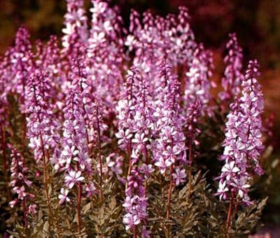 Burning Bush dictmnus Fraxinella (PKD) - 60 Graines en Vrac.. DIAYTAR NIGERIA brings the nation's largest product catalog to your doorstep at prices you'll appreciate.