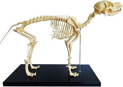 Dog skeleton model, dog skeleton specimen model, educational model of biological anatomy, educational demonstration for veterinary study, medical quality, mounted on base.. Shop with purpose at DIAYTAR NIGERIA and receive quality products at budget rates within 8 days.