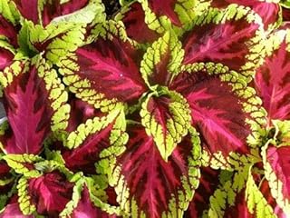 20 superb plant seeds.. Nigeria's most diverse e-commerce platform delivers quality and affordability to your doorstep in 5-8 days.