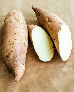 Seeds of fresh sweet potatoes to plant, 20 pieces, white.. DIAYTAR NIGERIA: Making quality accessible to all Nigerians with affordable prices and quick delivery.