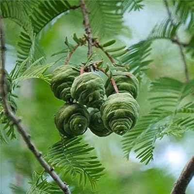 Sequoia seeds of dawn.. DIAYTAR NIGERIA: Your gateway to affordable online retail with reliable delivery within the week.