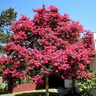 Crêpe myrtle seeds.. Experience shopping without compromise at DIAYTAR NIGERIA, with vast selection and quick delivery.