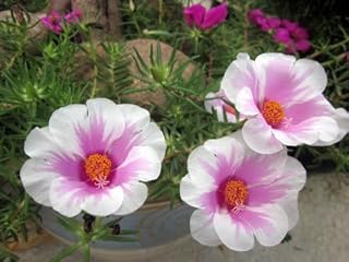 Flower seeds: two -color Portulaca grandiflora for vegetable garden, garden seeds, garden varieties pack [Ecological Pack of Domestic Garden Seeds] Plant seeds.. DIAYTAR NIGERIA: Your affordable shopping destination with thousands of products delivered in days.