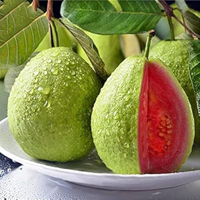 25 pieces of red guyave fruits.. DIAYTAR NIGERIA brings the marketplace home to you with affordable prices and delivery in 5-8 days.
