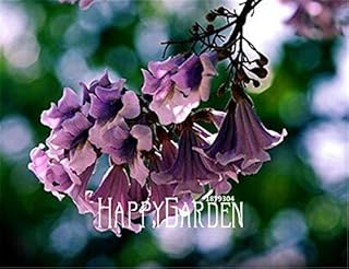 Big sale! 100 pieces/Paulownia seeds, princess tree or Empress tree, flower seeds, DIY gardening.. DIAYTAR NIGERIA: Your trusted marketplace that combines variety, affordability and reliable shipping.
