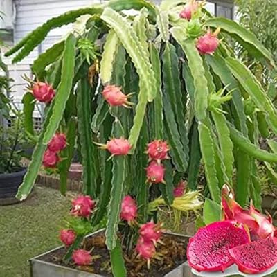 90 pieces of dragon fruit seeds.. Shop smart with DIAYTAR NIGERIA, offering a vast product range delivered to your doorstep within a week.
