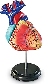 Learning resources Human Heart Model Functional model Anatomy for children in the body.. DIAYTAR NIGERIA combines affordability, variety, and convenience with nationwide delivery services.