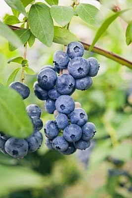 Cranberry plants ready to plant 'doc' scarlet pollen and bushes.. DIAYTAR Nigeria: Discover more, spend less, and enjoy delivery within 5–8 days.
